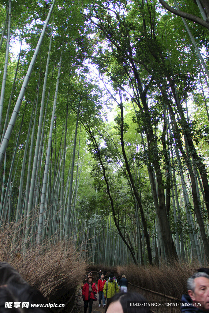 岚山竹林风景