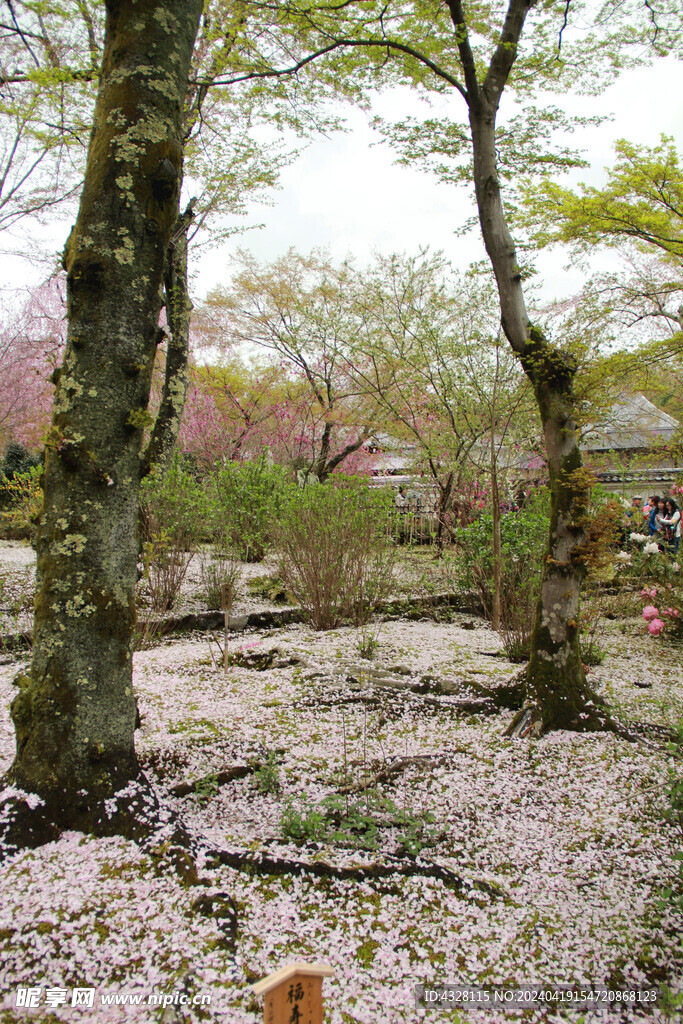 落满花瓣的园林一角