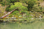 水边松树风景