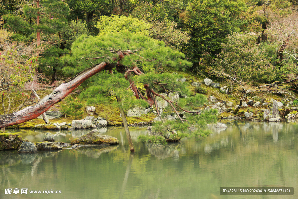 水边松树风景