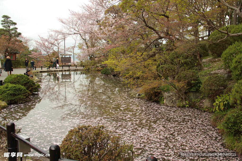 水塘落花