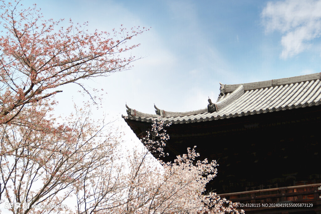 樱花与建筑一角