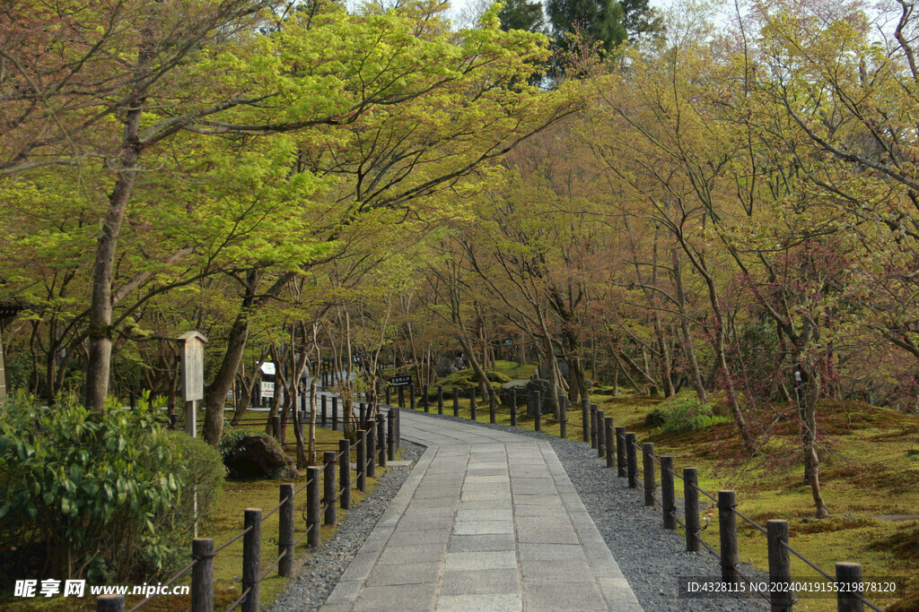 枫叶小路