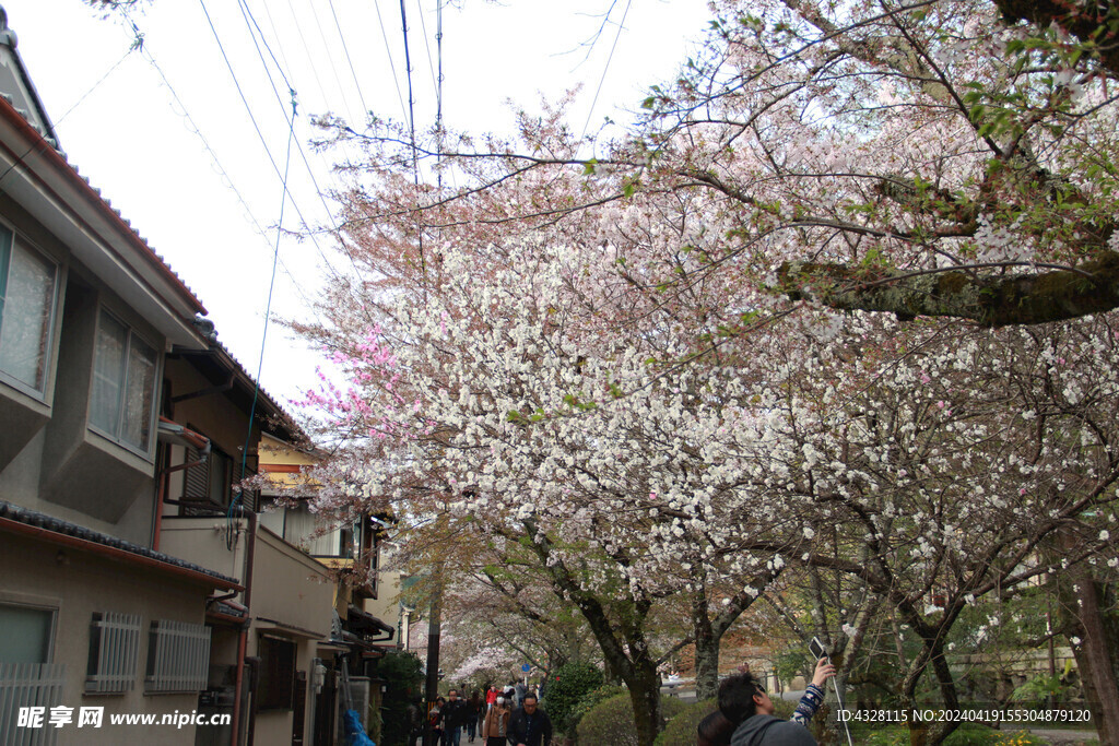 樱花与建筑