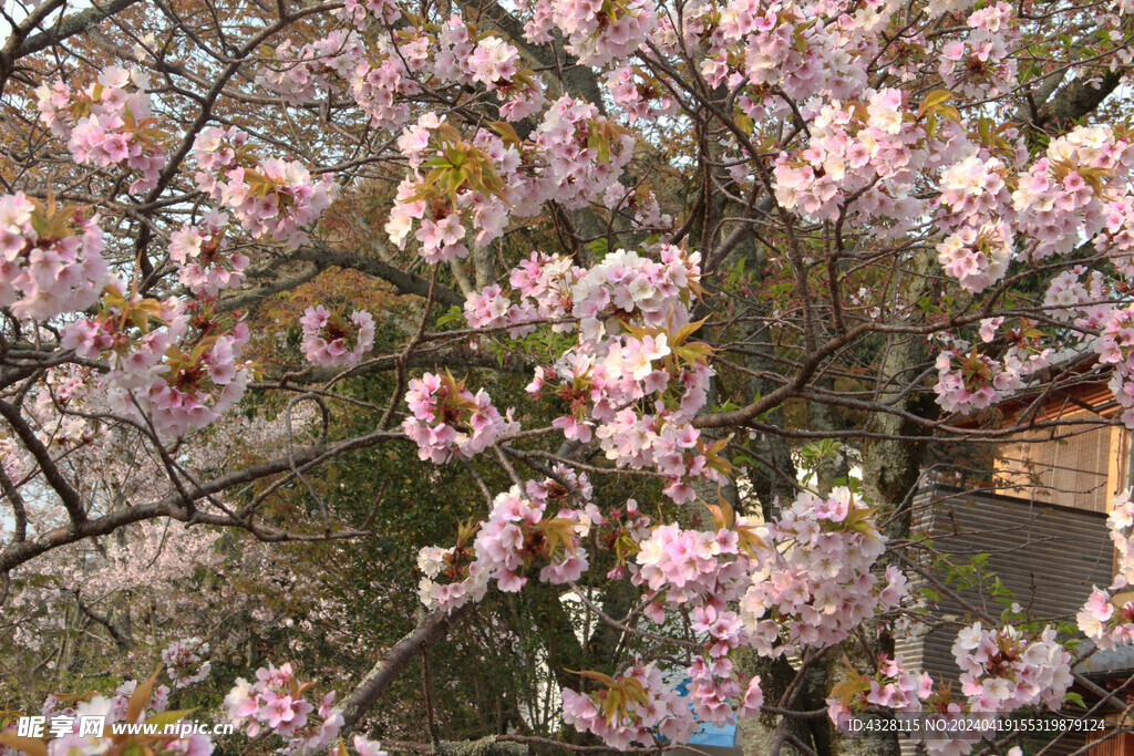 樱花特写