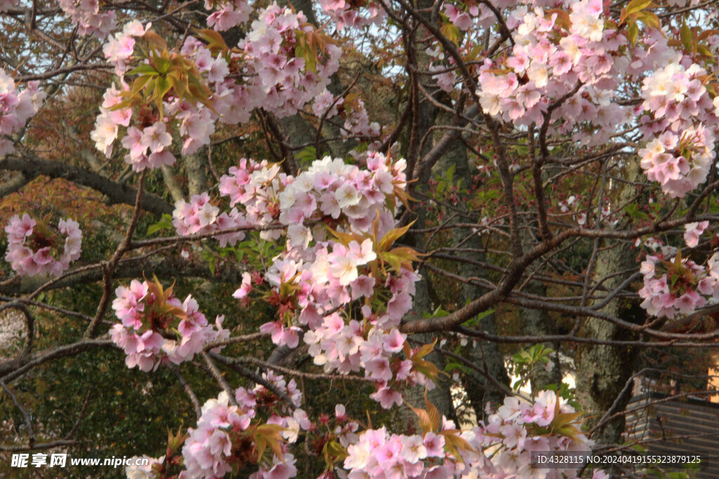 樱花特写