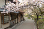 樱花小路建筑