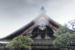 松树与屋顶