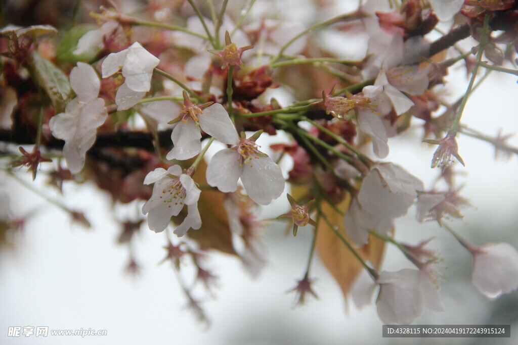 雨中樱花