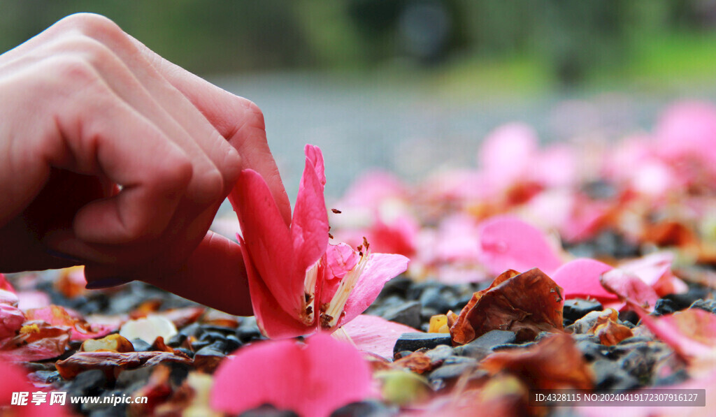 手与落花