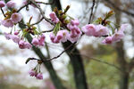 樱花特写
