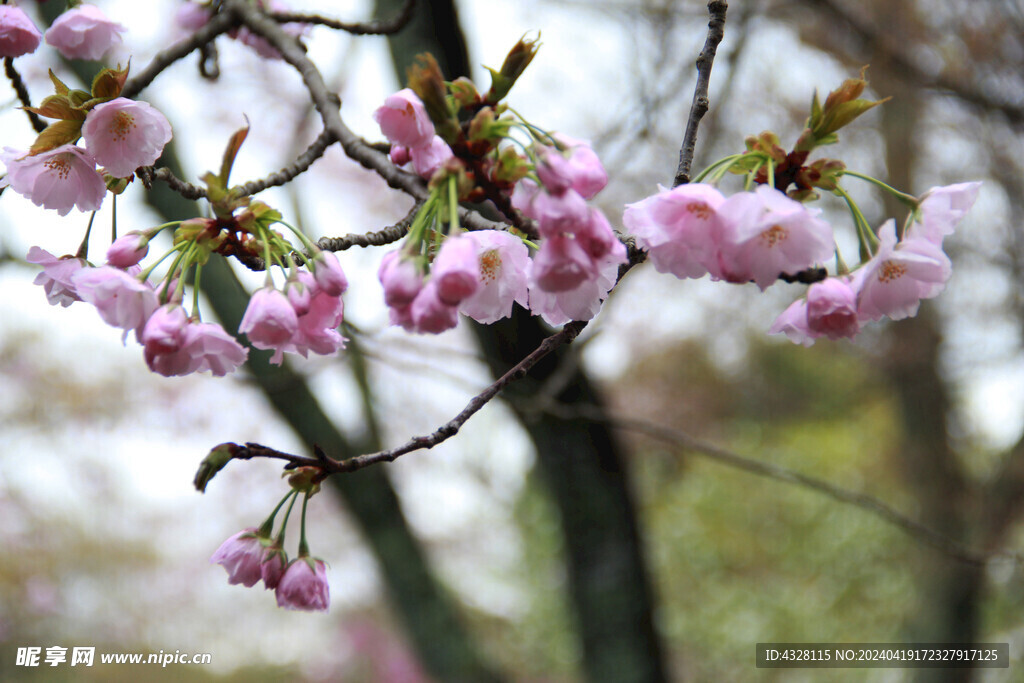 樱花特写