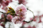 樱花特写