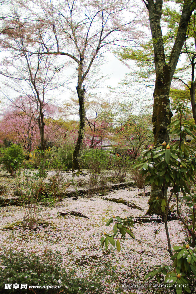 樱花园林一角