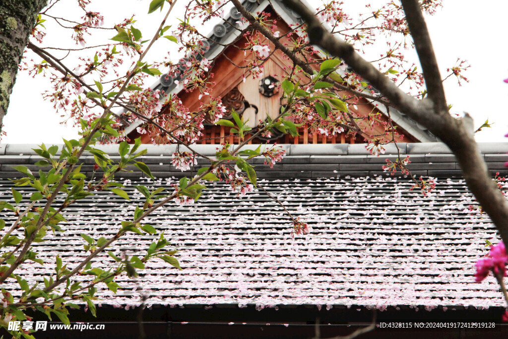 樱花与屋顶