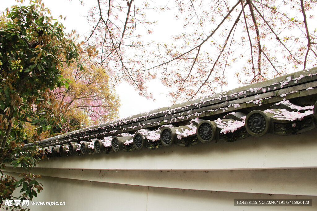 落满花瓣院墙