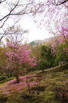 樱花树山坡