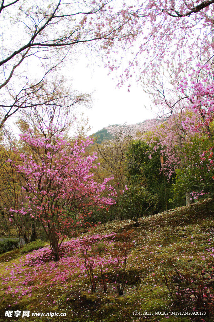 樱花树山坡