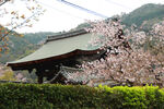 屋顶与樱花