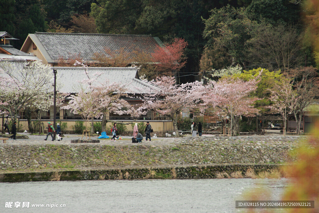 桂河边樱花风景