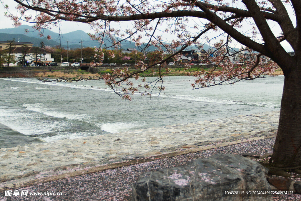 樱花树下的桂河