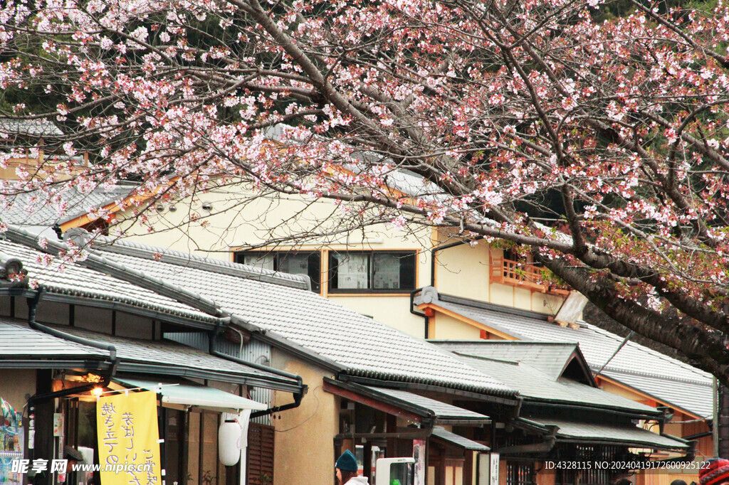 樱花与建筑