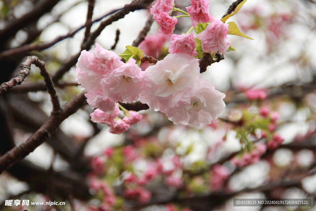 雨里的樱花