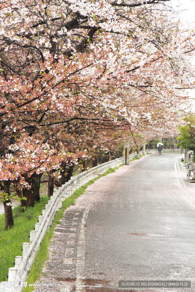 路边的樱花树