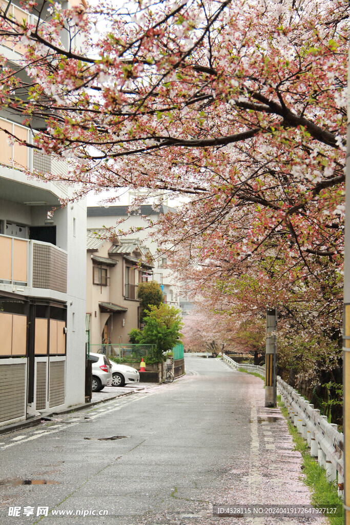 樱花与建筑