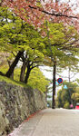 樱花小路