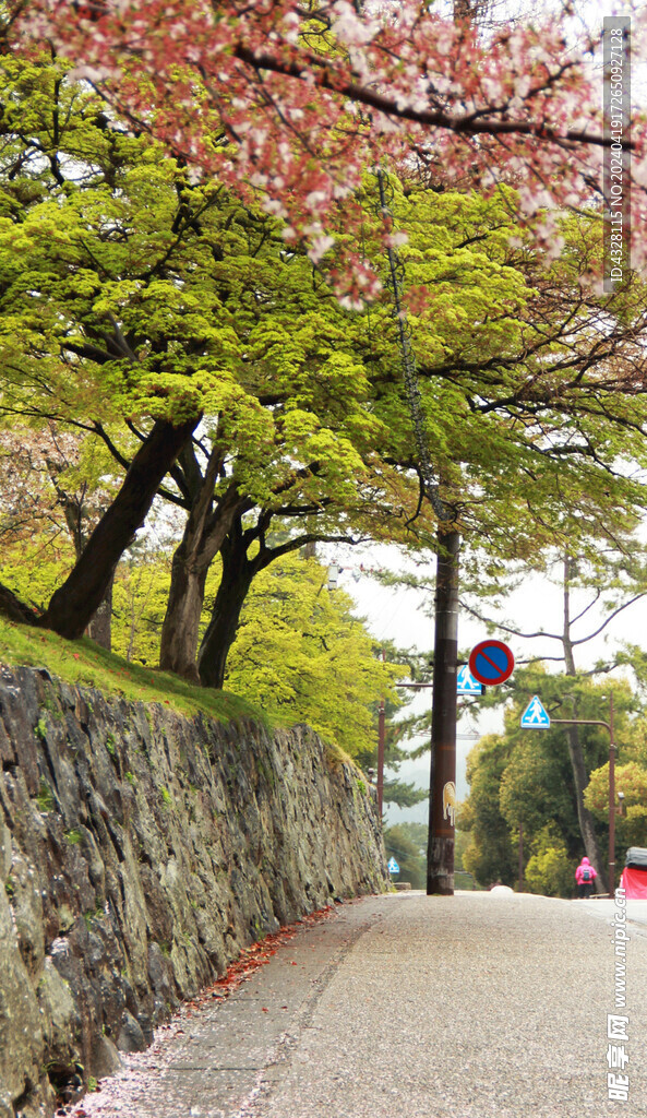 樱花小路