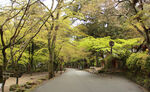 林间小路
