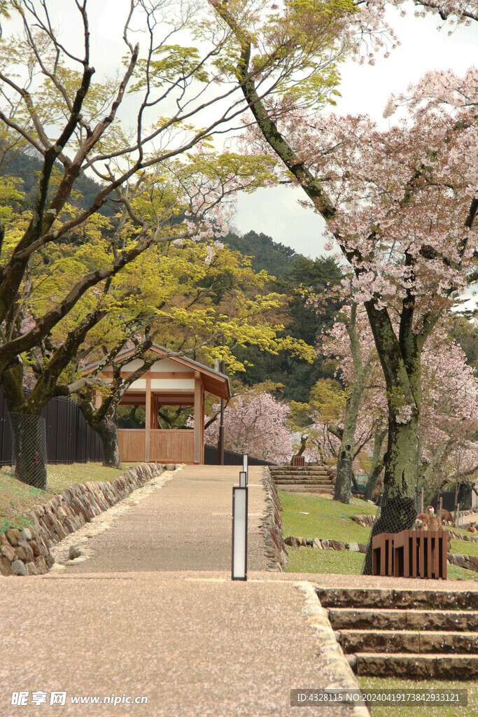 樱花小路绿地