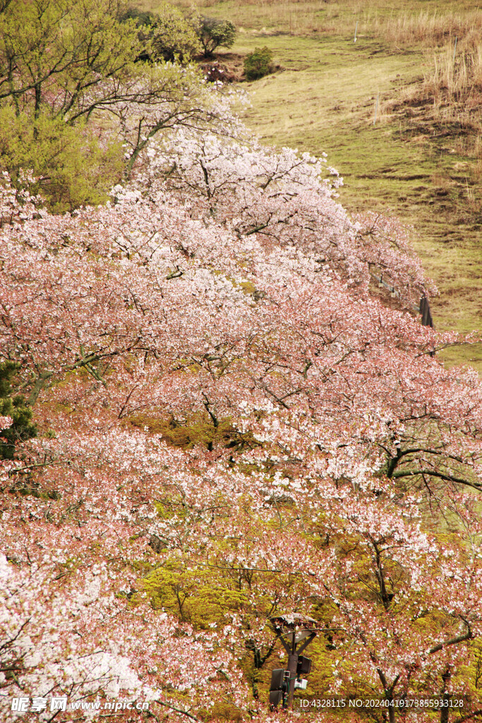 樱花