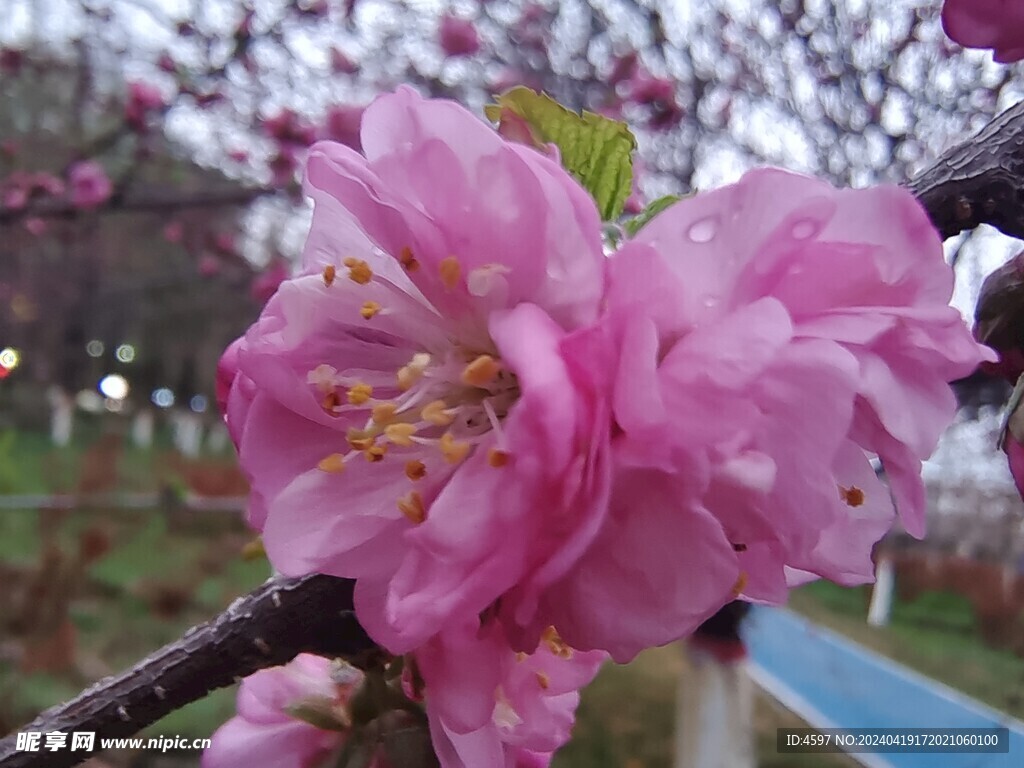 花卉