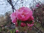 花卉