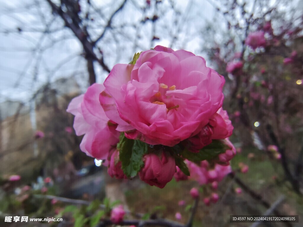 花卉