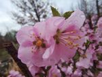 花卉