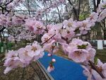 花卉