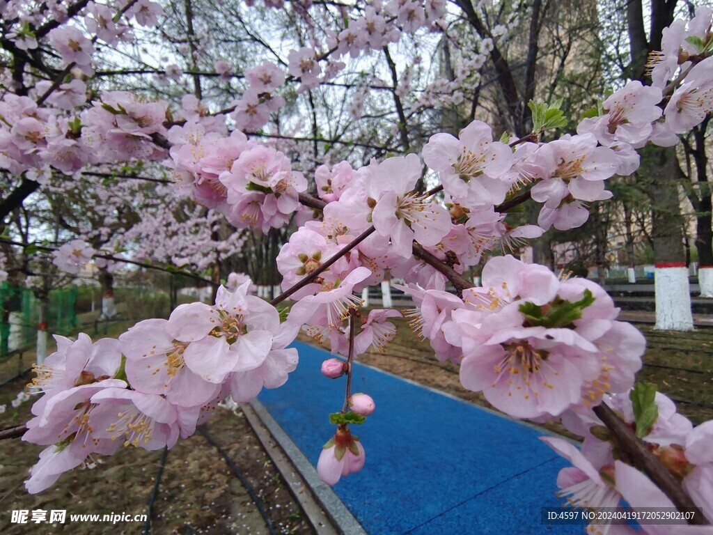 花卉