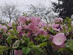 花卉