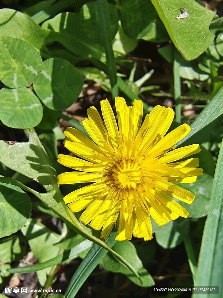 花卉