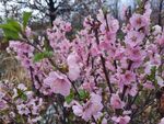 花卉