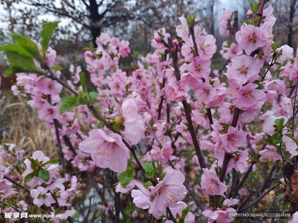 花卉