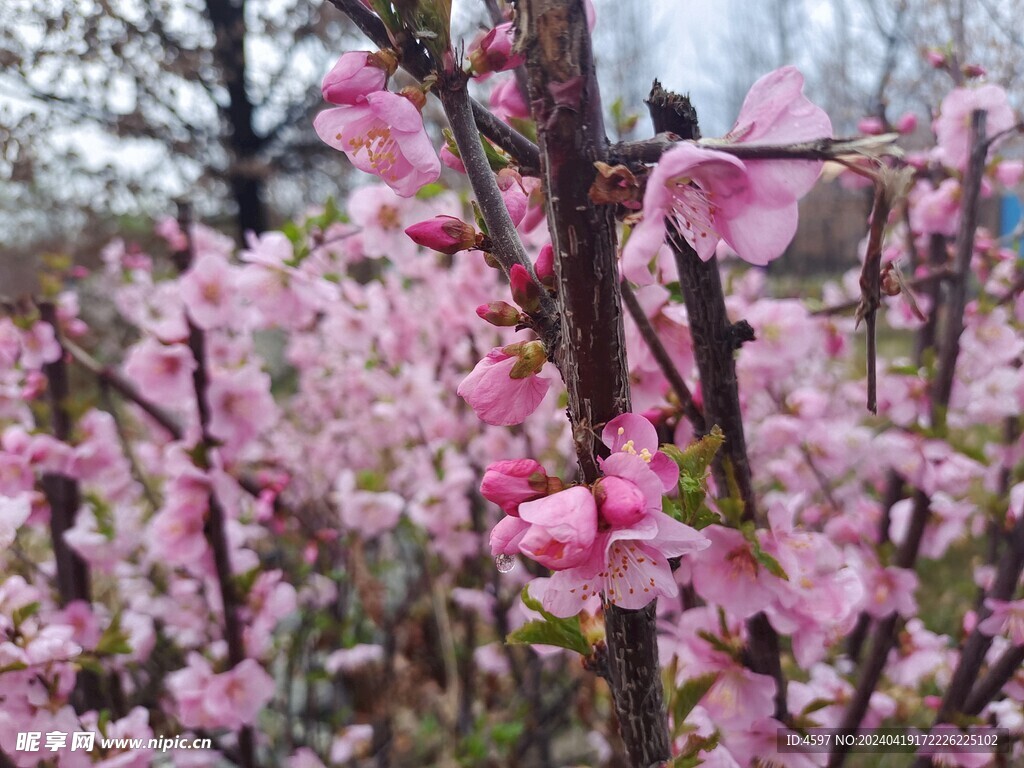 花卉