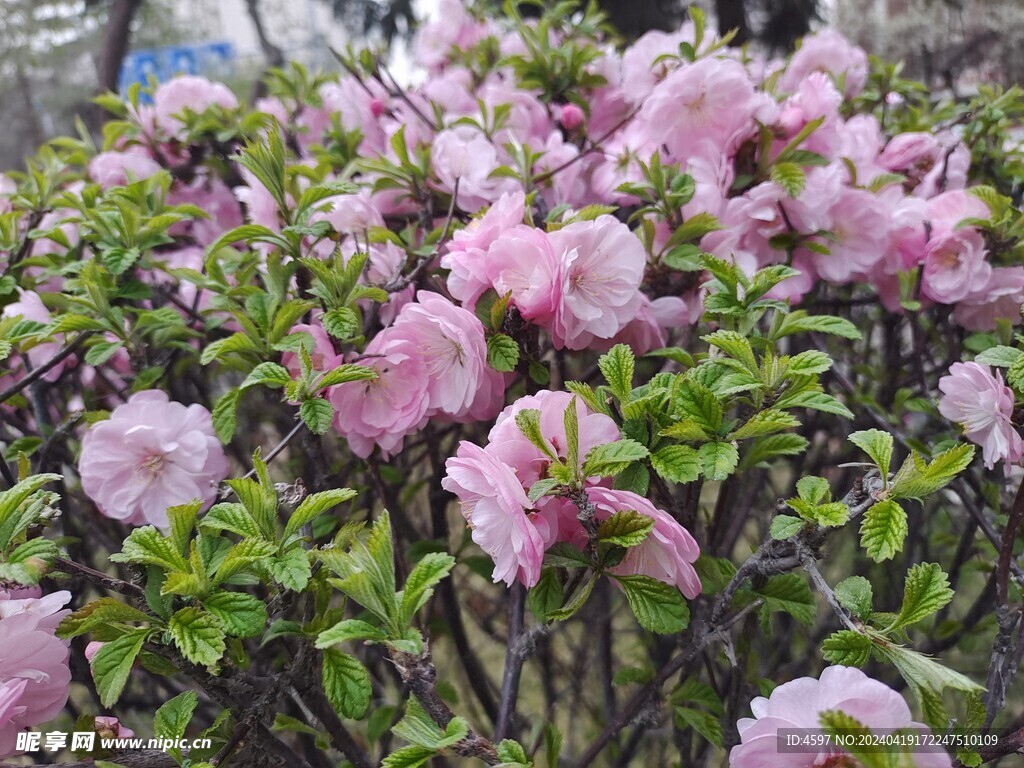 花卉