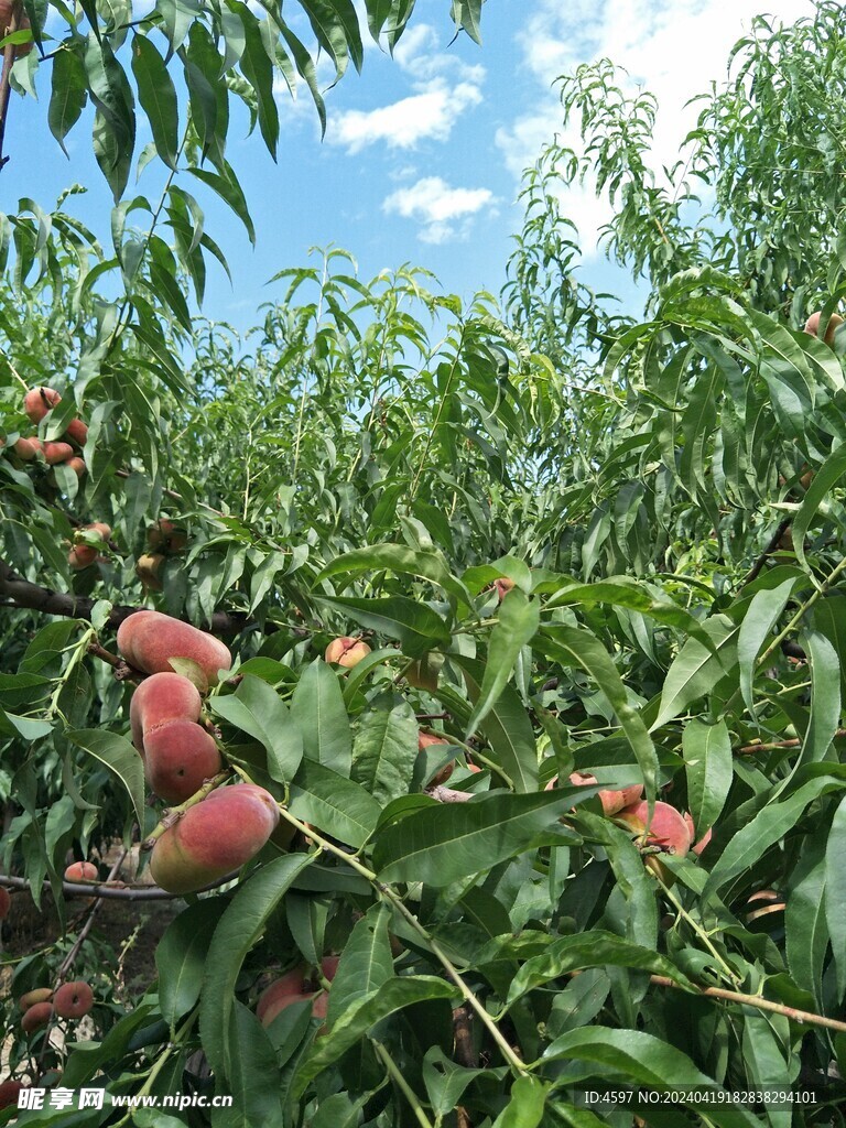 蟠桃树挂果