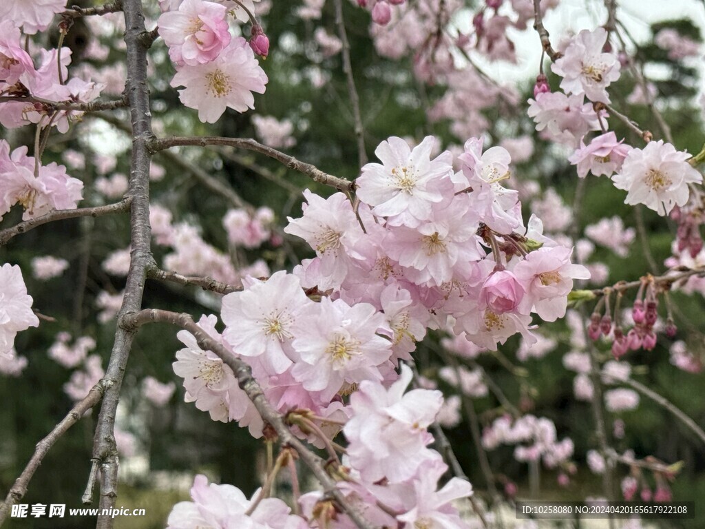 樱花灿烂