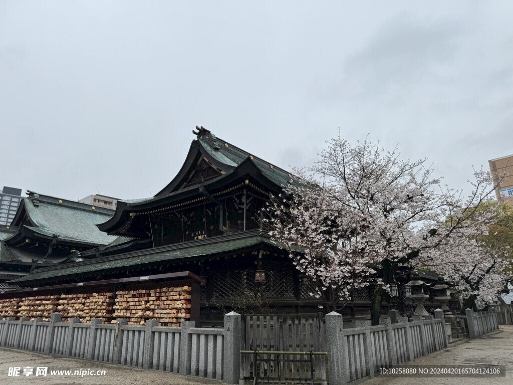 建筑与樱花