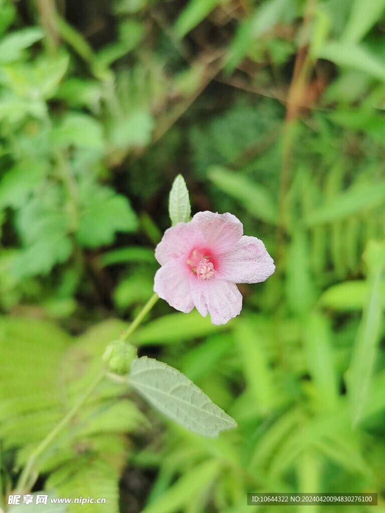 粉色野花